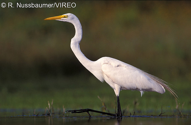 Great Egret